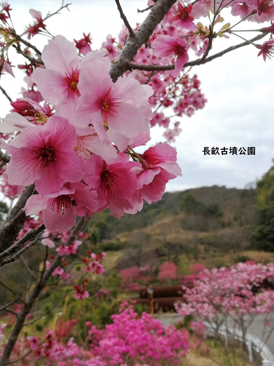 Kut香美キャンパス 桜の開花状況 3 26 News Topics 高知工科大学