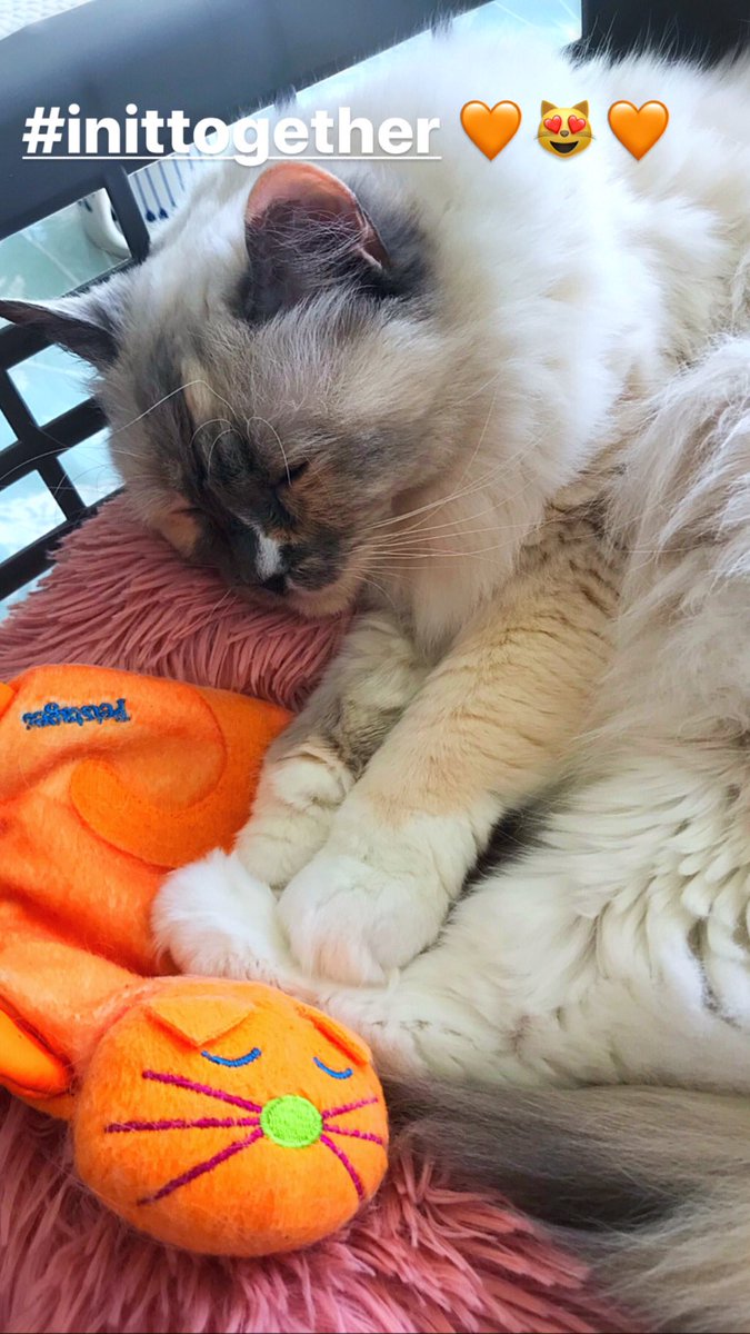 <a href="/leosdiaries1/">In Memory of Leo ❤️🌈</a> LOVE all yours and <a href="/missbellaragdo1/">Bella</a> tweets 😹😻😹 Keeping us all going here - thank mew 💖😻💖 #InItTogether #FluffyFursday