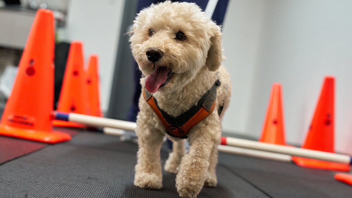 janicepedley's tweet photo. @dog_rates I promise to continue my PT exercises at home. xoxo Travis ��� https://t.co/09RRPPFCnq
