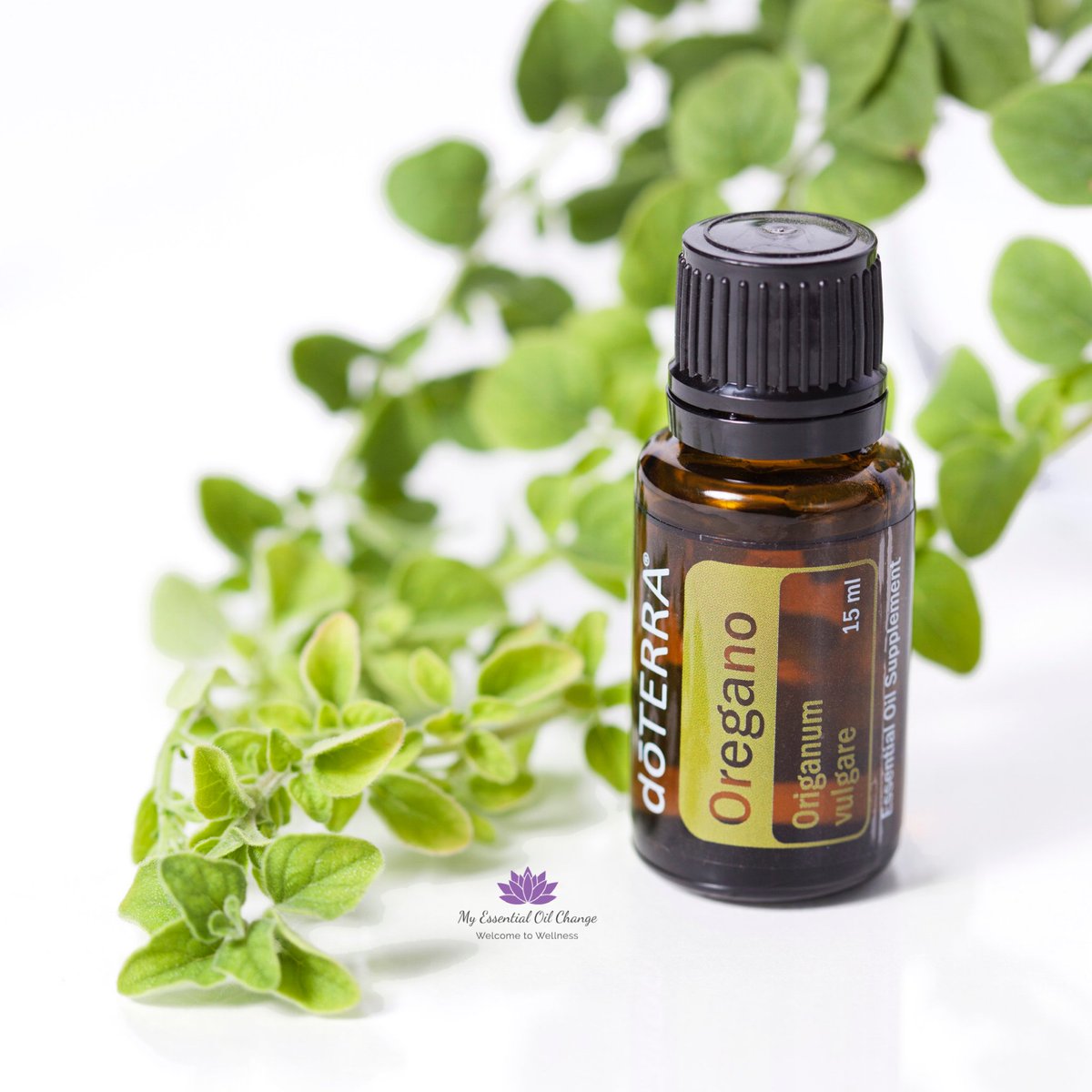 AmandaFales's tweet photo. A new study investigated the effects of Oregano oil on skin cells. "Oregano essential oil has many unique properties that appear to support cellular health and proper immune system function." https://t.co/96VsGAIO2H
#essentialoils #plantmedicine #naturalhealthcare #doterra https://t.co/Rdg2Vm7j9e