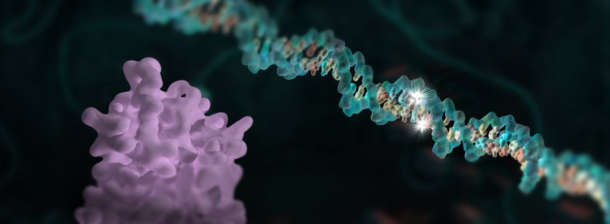 Are you a science/biology teacher who is working out how to teach genetics online? Our educators at <a href="/kinghorngenomes/">Kinghorn Genomics</a> have been translating advances in genomics into resources for year 10 and 12s into online modules. ow.ly/5Py650yW1Su