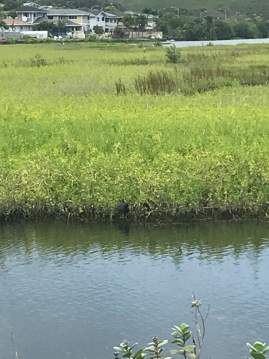 cldemattos's tweet photo. Did you know that threatened and #endangered bird habitats are being threatened by #sealevelrise? @CnsrvHI talked in our #NREMseminar on how lo‘i and indigenous resource management strategies can help to protect these important species. https://t.co/di2CYHzMUJ https://t.co/3sf2O2ux75
