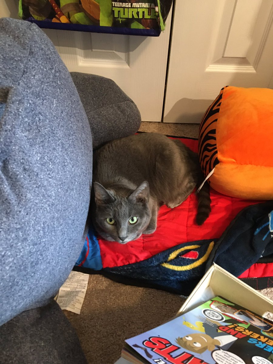MightyMathLady's tweet photo. @lgjerpen Our kitty keeps taking over my son’s cozy book nook in our at home “classroom” https://t.co/TjgmX17NJ1