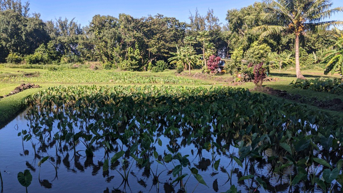 emthyroff's tweet photo. #Restoration of lo‘i (Hawaiian flooded-field agriculture, see photo) could contribute to over 11,000 ha of projected waterbird habitat! This would help endangered Hawaiian waterbirds face the uncertain future of #sealevelrise. #NREMseminar @CnsrvHI 

https://t.co/AsWqV3t0db https://t.co/XhJujkz1LI