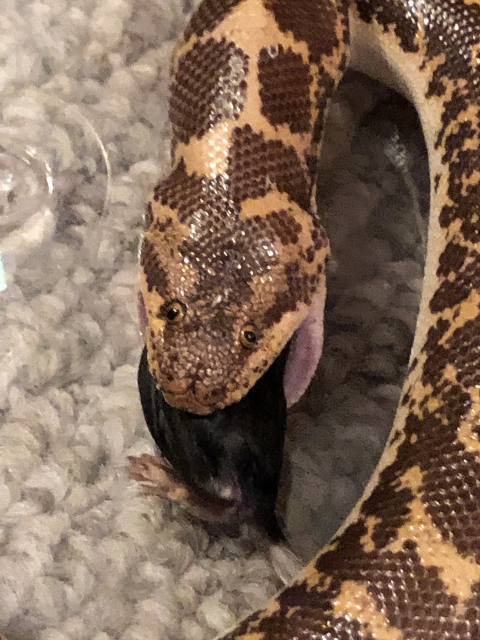 Amy Cheu on Twitter "Ok look at this Kenyan sand boa eating because, I