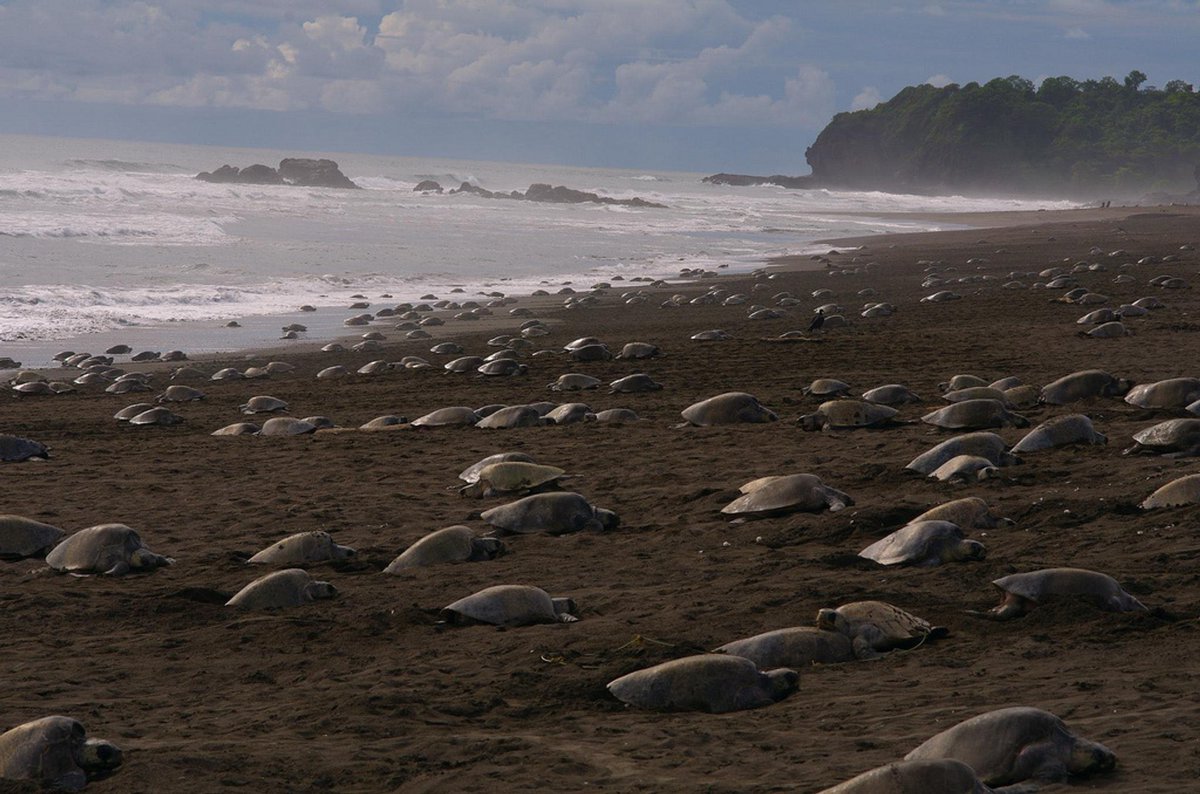 DrAshJac's tweet photo. Thousands of olive ridley turtles nesting on the beaches of Odisha.
Their normal predators (humans) are in quarantine.
This season, their numbers will explode in the oceans.
There is a silver lining in this dark cloud after all. https://t.co/l0DMLbGp4l