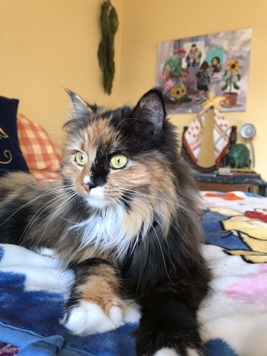 thatsbabyhorsie's tweet image. muddling 😇 #voge #muddle #cat