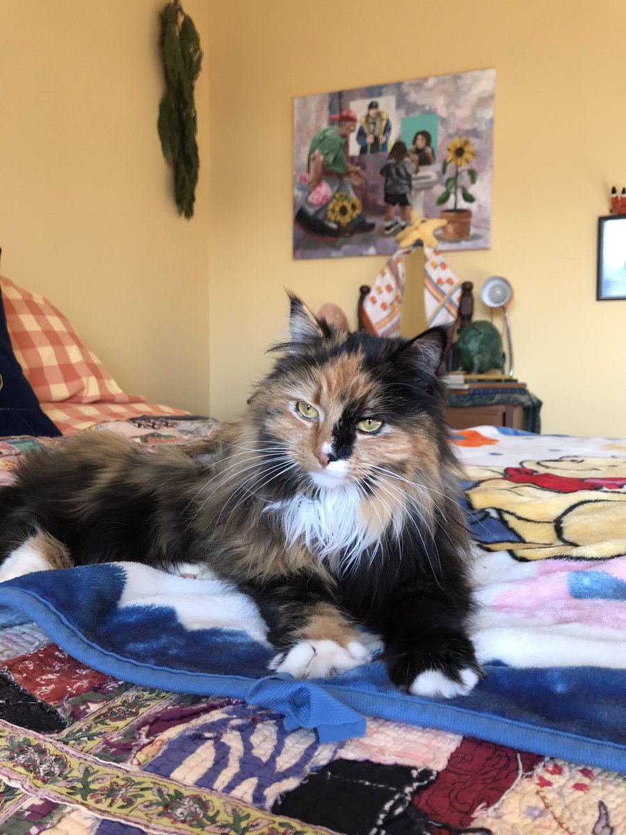 thatsbabyhorsie's tweet image. muddling 😇 #voge #muddle #cat