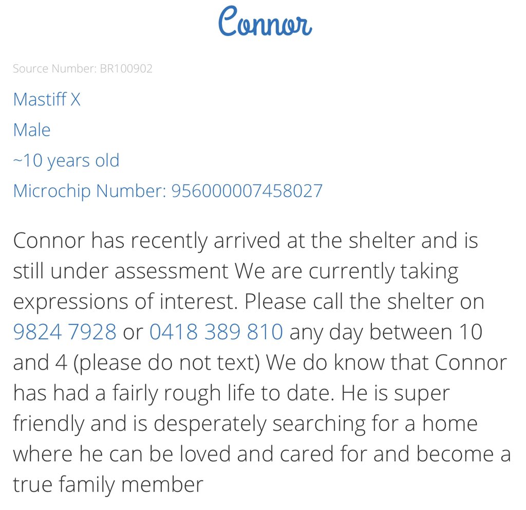 AdoptAFloof's tweet photo. #adoptAfloof of the day: Connor the 10yo Mastiff x at 📷: saveadogscheme in Malvern. 
.
.
https://t.co/RRlttd2zsj

#floof #adoptdontshop #rescuedogs #mastiff #sads https://t.co/NJkPzDN0zS