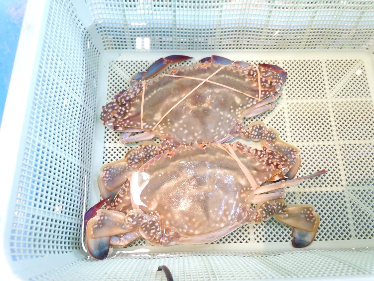 のん気な魚屋 در توییتر 3 26播磨灘鮮魚情報 播磨灘産1年牡蠣 殻付 むき身 ワタリガニメス卵有500 600gサイズ入荷 ヒラメ メイタガレイ カサゴ キジハタ マゴチ マダイ オニオコゼ サザエ アカナマコ T Co Zx4yuvhtbv 産直鮮魚 キジハタ のん気な魚屋 در توییتر 3 26播磨灘鮮魚情報 播磨灘産1年牡蠣 殻付 むき身 ワタリガニメス卵有500 600gサイズ入荷 ヒラメ メイタガレイ カサゴ キジハタ マゴチ マダイ オニオコゼ サザエ アカナマコ T Co Zx4yuvhtbv 産直鮮魚 キジハタ