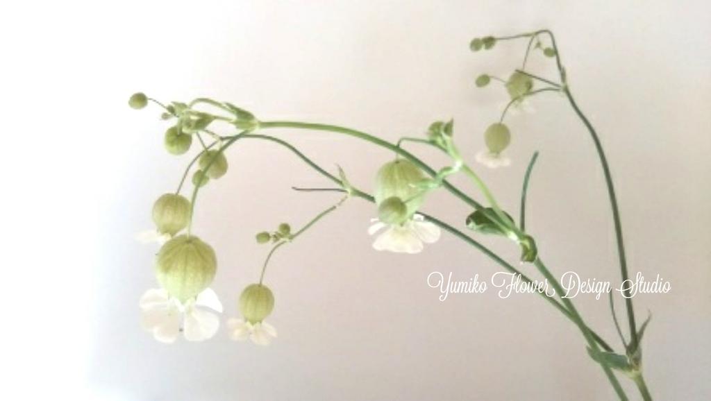 Yumiko Na Twitteru シレネ グリーンベル ナチュラルな雰囲気の可愛い花です 花材 グリーンベル 花が好きな人と繋がりたい