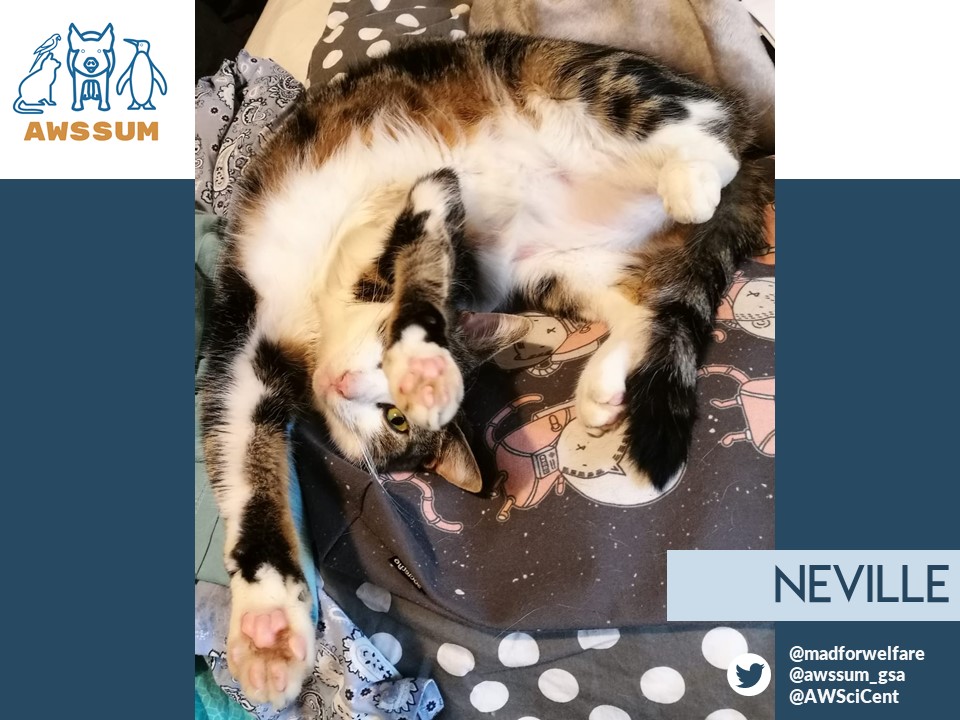 awssum_gsa's tweet photo. Neville, coworker of @madforwelfare. Classic office day-dreamer and yogi. Often found window gazing when he should be working. Encourages self care such as stretching and naps. Will high-5 you at the end of a long day 🐾🙏🏼  #petsofAWSSUM #AusUniPetWars #petsofunimelb https://t.co/LURu6mq9hR