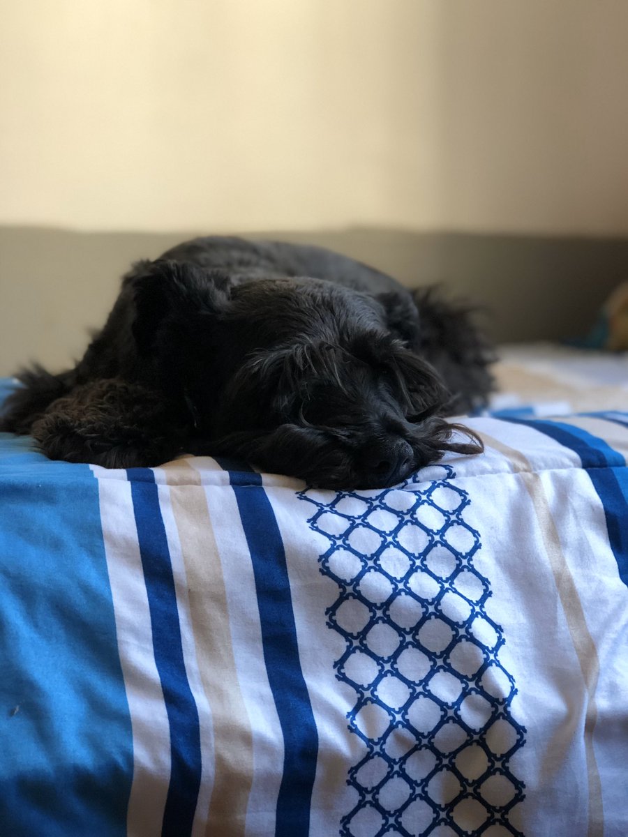 Nunca serán suficientes fotos de mi gordita. #Schnauzer