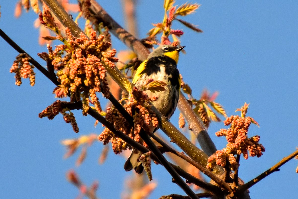 MichaelEaton01's tweet photo. Missed the Northern Shrike but did get some nice shots of this Yellow-rumped Warbler during golden hour. @SeattleAudubon #birding #birdisaverb #warblers https://t.co/71I7WSctpH