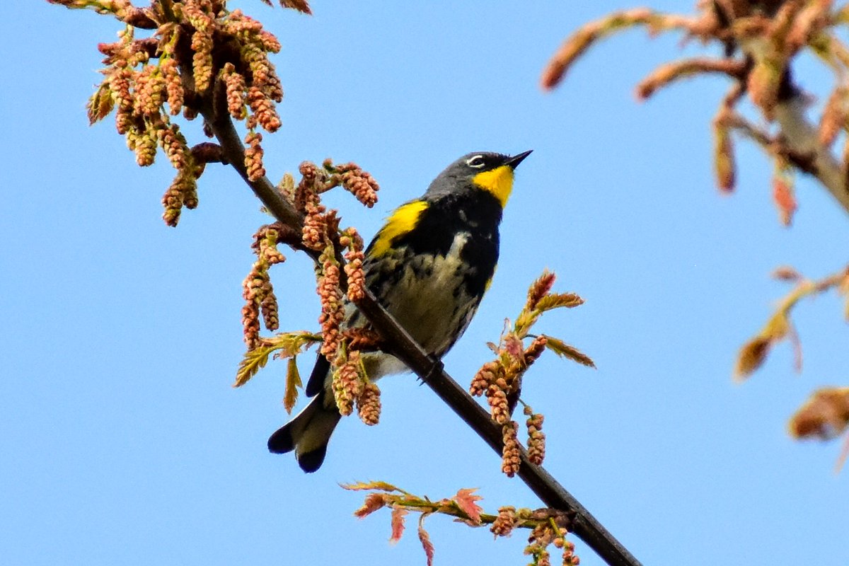 MichaelEaton01's tweet photo. Missed the Northern Shrike but did get some nice shots of this Yellow-rumped Warbler during golden hour. @SeattleAudubon #birding #birdisaverb #warblers https://t.co/71I7WSctpH