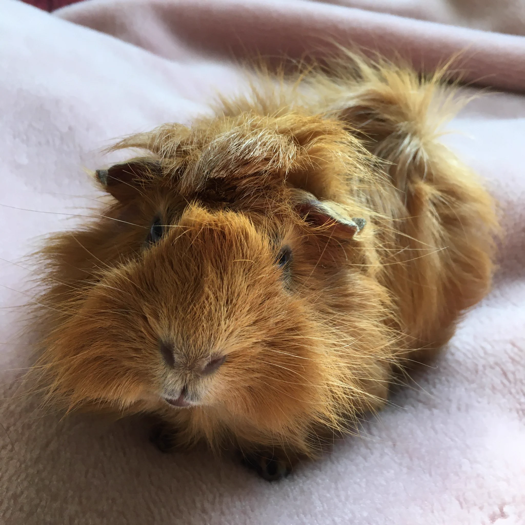 @tamaki61116 食べ過ぎさせてはいけないし、お腹空かせさせられないし。モルさん事に食べる量も違いますよね😳
4年目のおじさんチャイ氏が良く食べる🍙 