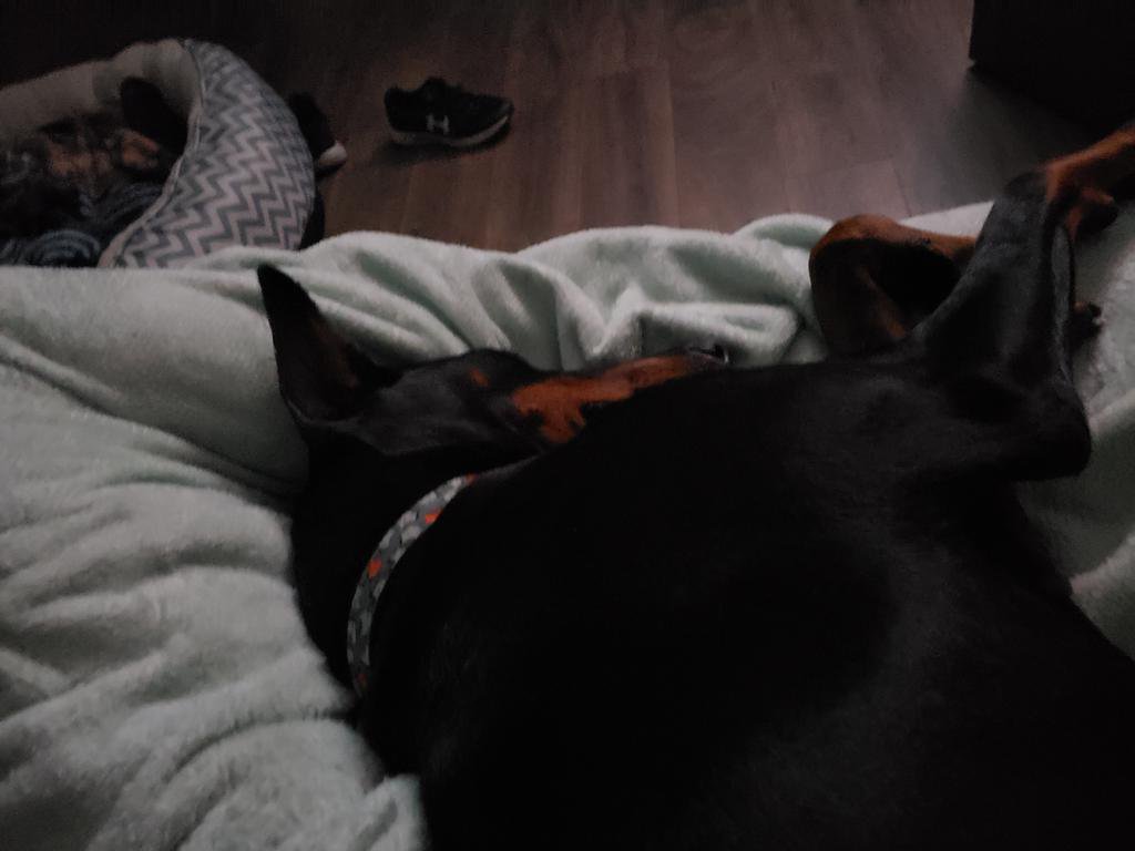 Honestly...they make staying home super easy! Hey wake up!! I'm getting bored puppy!!