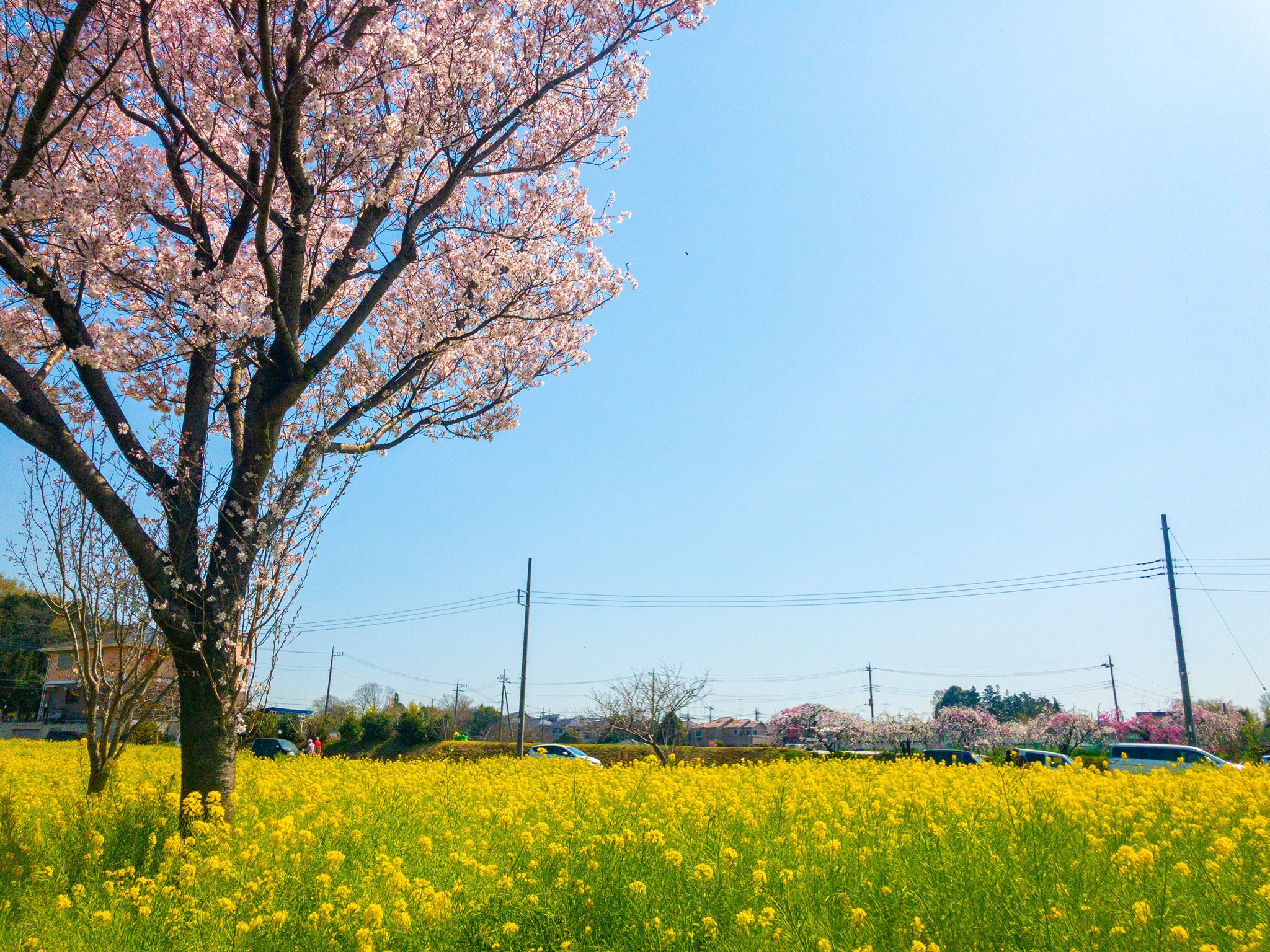 たつや Next埼玉両日 地元桜も咲き始めて菜の花と桜のコラボショットを撮影しましたー 菜の花桜 菜の花 桜 川和町 Iphonex スマホ撮影 写真好きな人と繫がりたい T Co Zcstegljrr Twitter