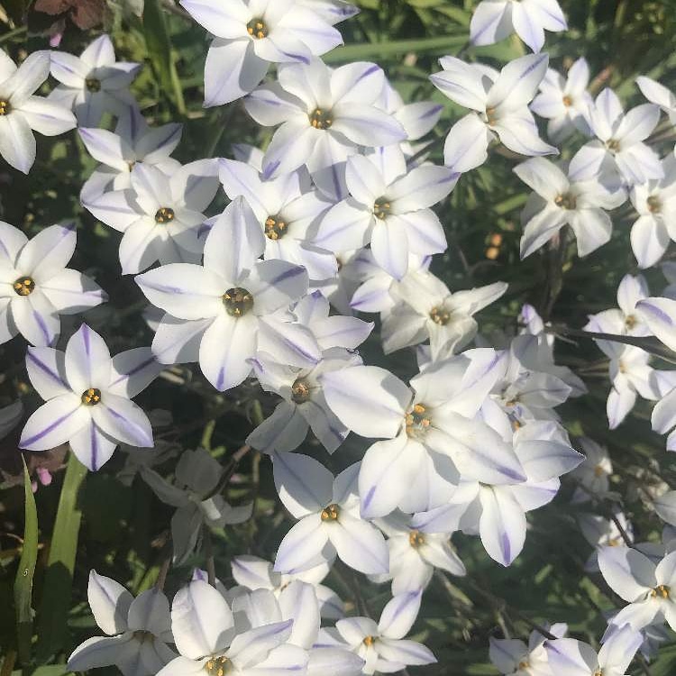 熊谷洋弊 3月26日 お生まれの方お誕生日おめでとうございます 誕生花は ハナニラ 花言葉は 耐える愛 野村沙知代さん いしだあゆみさん 後藤久美子さん おめでとうございます