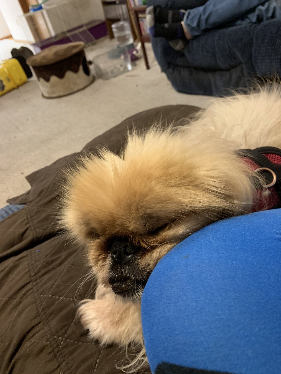 juliahosack's tweet photo. Sweet cheeks. Now I don’t want to move. #IWantToGoToBed https://t.co/qOj2jQdEbG