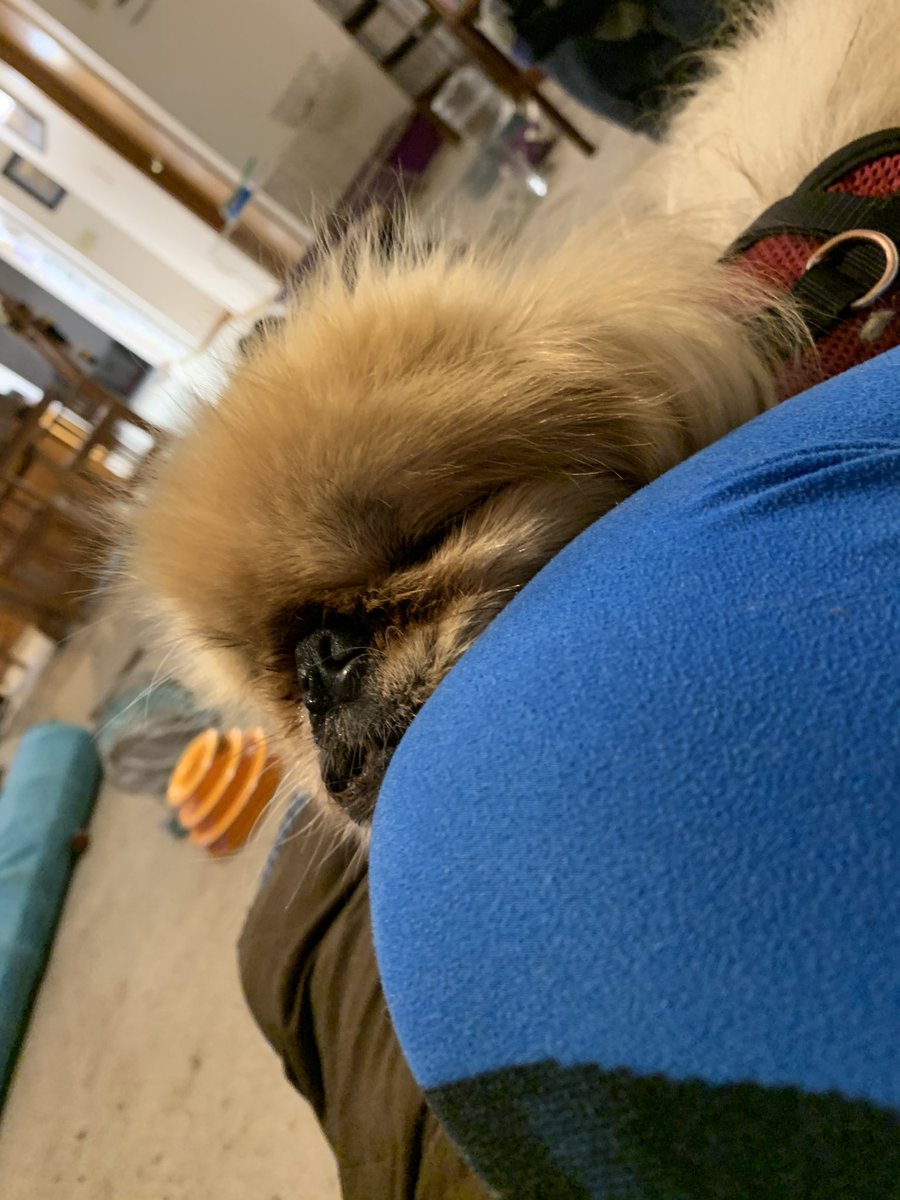 juliahosack's tweet photo. Sweet cheeks. Now I don’t want to move. #IWantToGoToBed https://t.co/qOj2jQdEbG