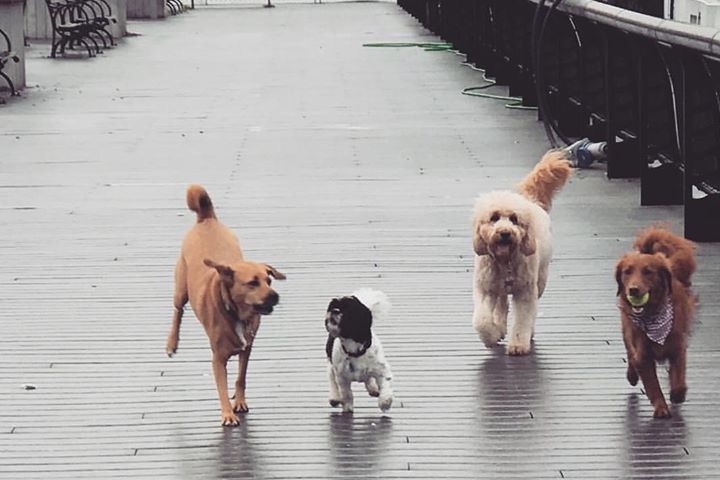 HobokenLifeCo's tweet image. How Hobokenites Can Help Support Local Businesses Impacted by Coronavirus with these 28 @gofundme campaigns for:

🏥First Responders
🍲Local Restaurants
🍻Bartenders
👨‍🏭Workers
👩‍🏫Teachers
🏫Schools
🐕Pets

hobokenlife.co/article/how-ho…

#HobokenStrong #FlattenTheCurve