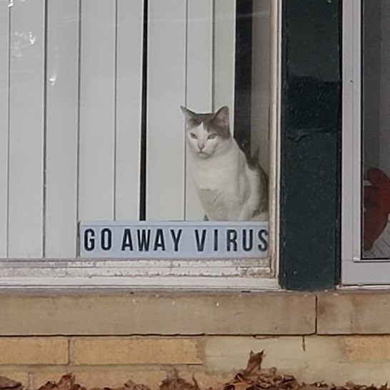 Go Away Cat Meme