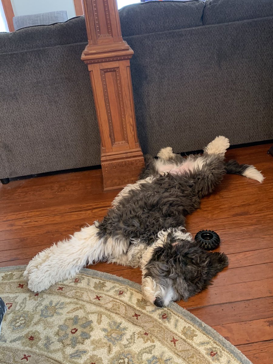 ckcworkman's tweet photo. @HickertRenae Here was my assistant this afternoon.... https://t.co/m5uetYHqqX