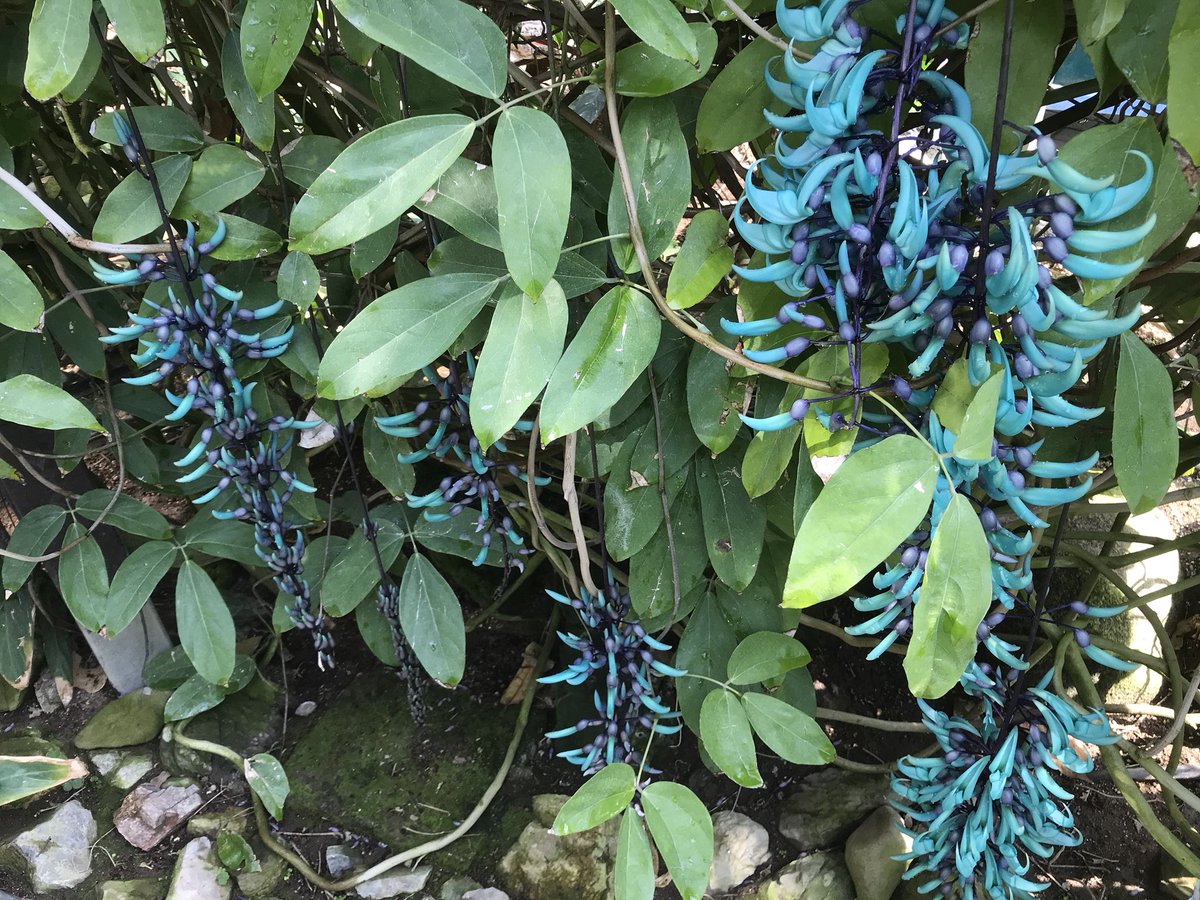 とちぎ花センター 公式 Twitter પર 熱帯植物の呼吸 壱ノ型 剪定 鬼滅の刃 弐ノ型は水やり 今日はドーム開いてますよ ヒスイカズラはこんな感じです だんだん咲いてきましたよ ヒスイカズラ 植物園 青 青の宝石 植物 花の写真 もう少し待つと