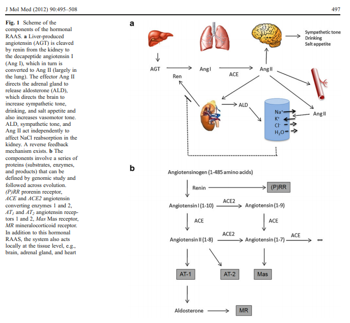 Emergence and evolution of the renin-angiotensin-aldosterone system"We suggest that the sustaining efforts in better understanding the RAAS will have soonimportance in the study of hypertension and other cardiovascular diseases." https://www.ncbi.nlm.nih.gov/pubmed/22527880 