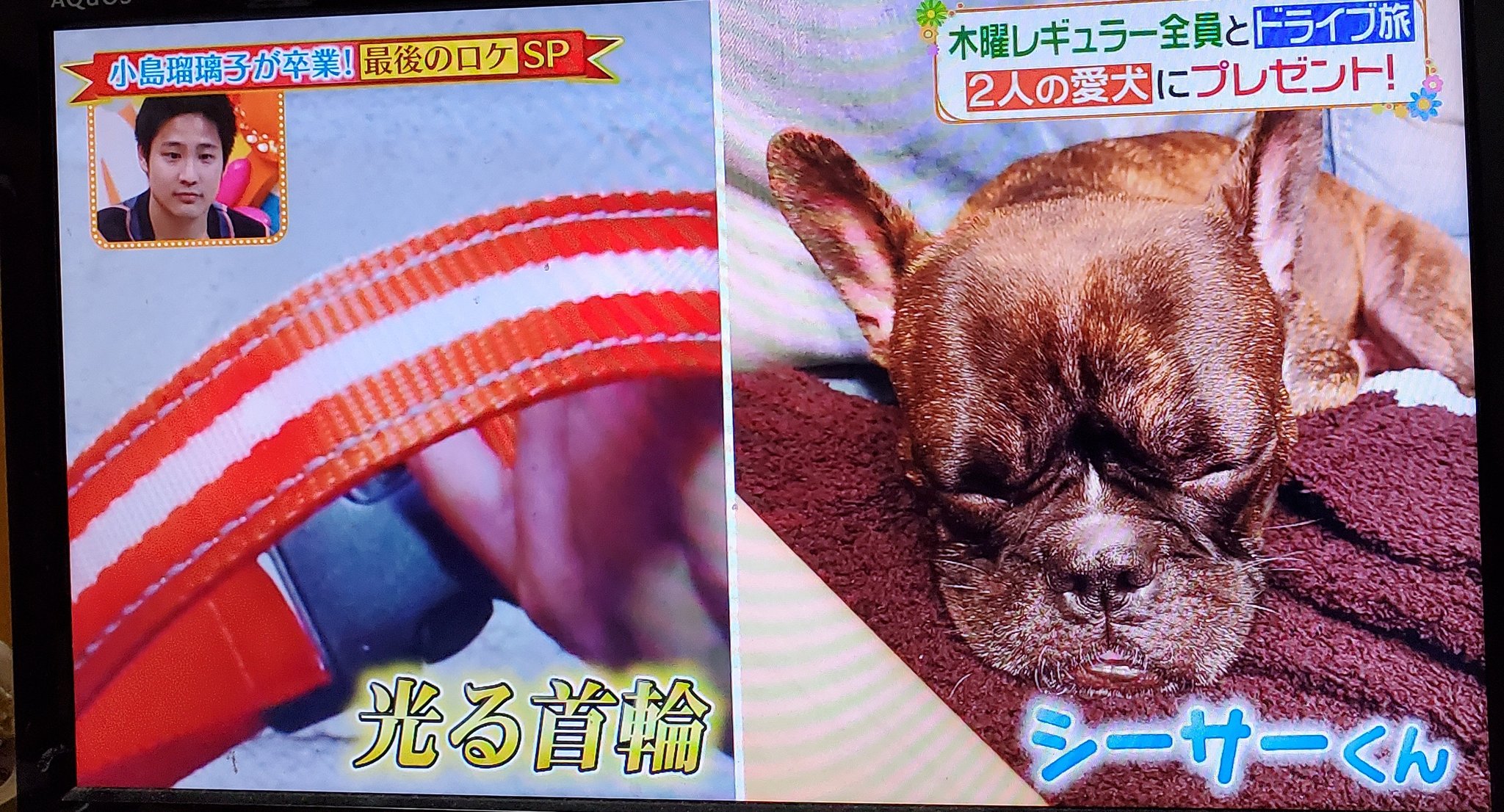 千桜 ちさ 照史とシーサーも ヒルナンデス 桐山照史 中間淳太 T Co Btkbeuxa5k Twitter