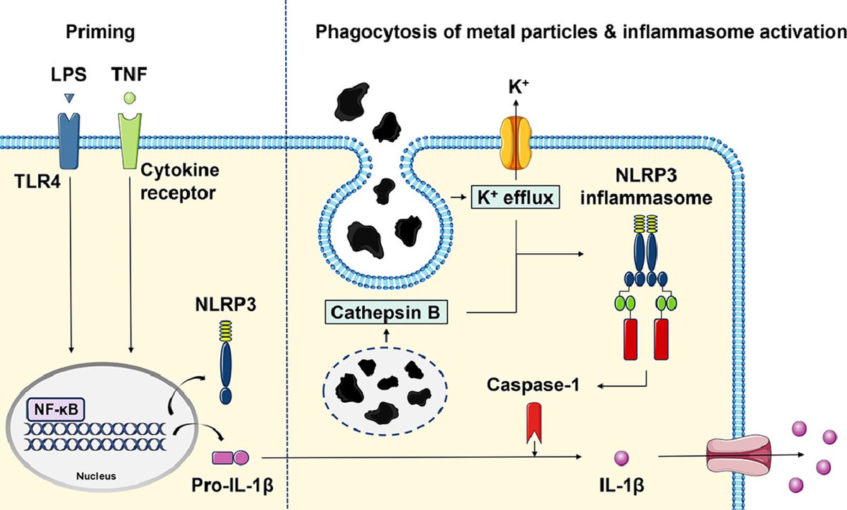 Brittany Wilson (@britmwils) on Twitter photo Mechanism of inflammasome activation in wear particle-induced peri-implant osteolysis:
Tumor Necrosis Factor Primes and Metal Particles Activate the NLRP3 Inflammasome in Human Primary Macrophages
doi.org/10.1016/j.actb…
#OrthoResearch #ORSSMC <a href="/ORSsociety/">Orthopaedic Research Society</a> <a href="/ActaBio/">Acta Biomaterialia</a> Mechanism of inflammasome activation in wear particle-induced peri-implant osteolysis:
Tumor Necrosis Factor Primes and Metal Particles Activate the NLRP3 Inflammasome in Human Primary Macrophages
doi.org/10.1016/j.actb…
#OrthoResearch #ORSSMC <a href="/ORSsociety/">Orthopaedic Research Society</a> <a href="/ActaBio/">Acta Biomaterialia</a>