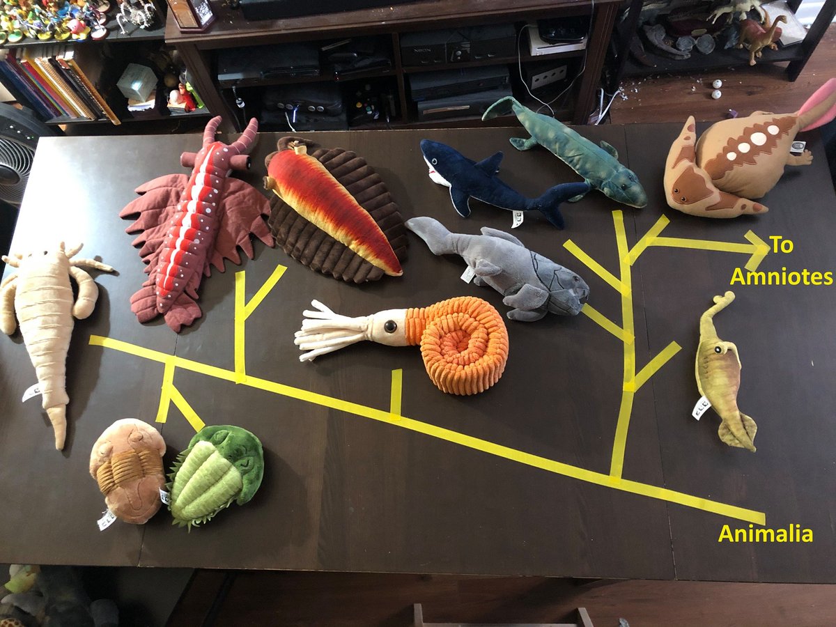 DinosaurBiology's tweet photo. #StuffieTaxonomy when you are in isolation in your apartment and you're a giant nerd with too many stuffies, this happens: https://t.co/zBvggPkthO