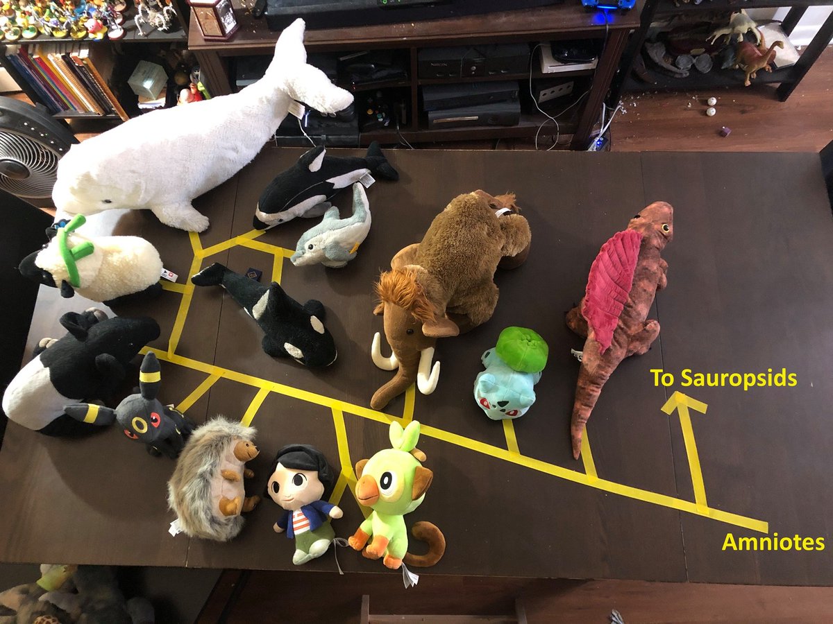 DinosaurBiology's tweet photo. #StuffieTaxonomy when you are in isolation in your apartment and you're a giant nerd with too many stuffies, this happens: https://t.co/zBvggPkthO