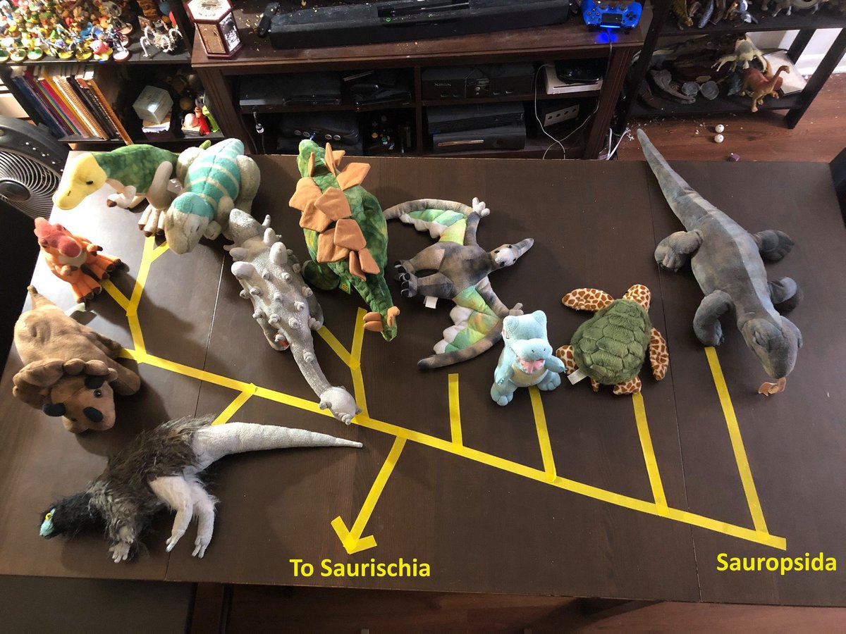 DinosaurBiology's tweet photo. #StuffieTaxonomy when you are in isolation in your apartment and you're a giant nerd with too many stuffies, this happens: https://t.co/zBvggPkthO