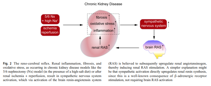 Revisiting the Brain Renin-Angiotensin System—Focus on Novel Therapies"evidence that angiotensin synthesis occurs independently at brain tissue sites is lacking. Renin is absent & brain angiotensin levels are exceptionally low as compared to other organs" https://www.ncbi.nlm.nih.gov/pmc/articles/PMC6449495/