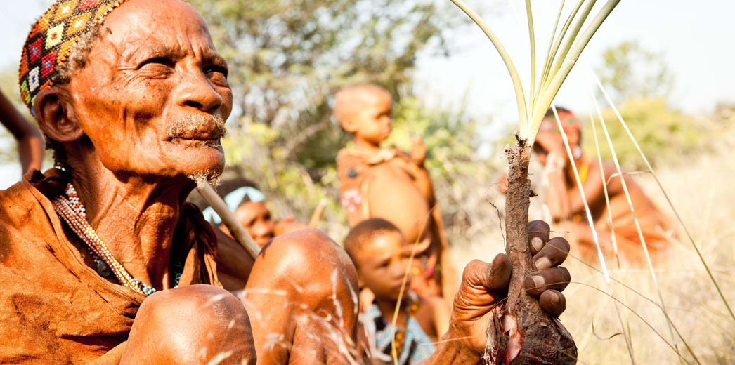 When water is scarce, San people drink the milk of the Bi! bulb or the juices of the tsamma, a kind of wild melon. 

#SanPeople #Bushmen #CulturalSafari #NaturalLiving #AfricanCulture #TheGodsMustBeCrazy #SanTribe #GuidedWalks
