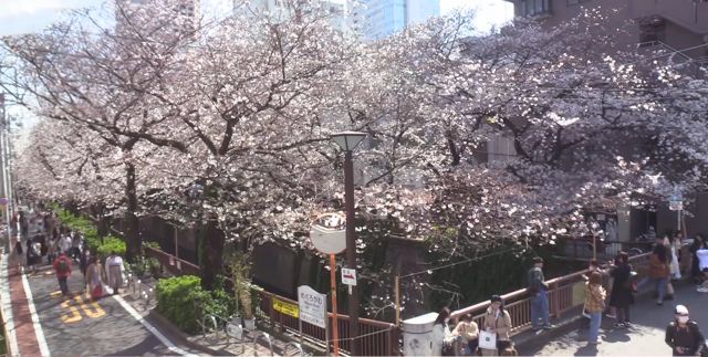 Kooss公式 編集室 Run 桜ライブカメラ 東京 目黒川沿い ほぼ満開 そこそこ花見客もいます 東京 目黒川沿い T Co 7z6olqqv17 桜ライブカメラ一覧 T Co Dawftvjwib