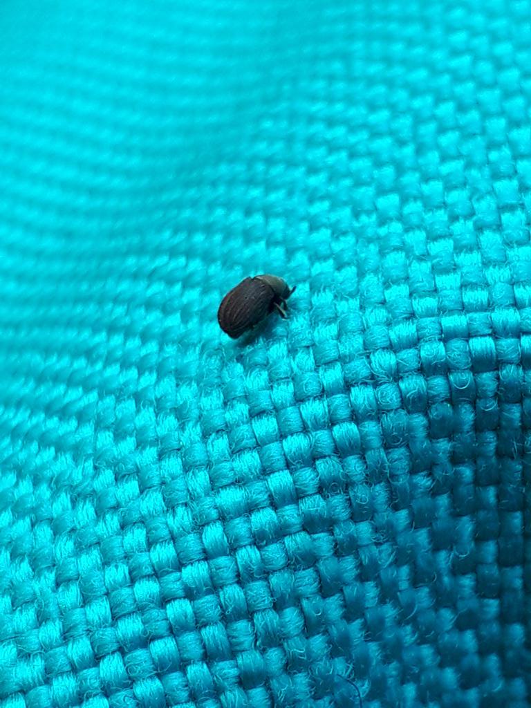 ごま みたい な 虫