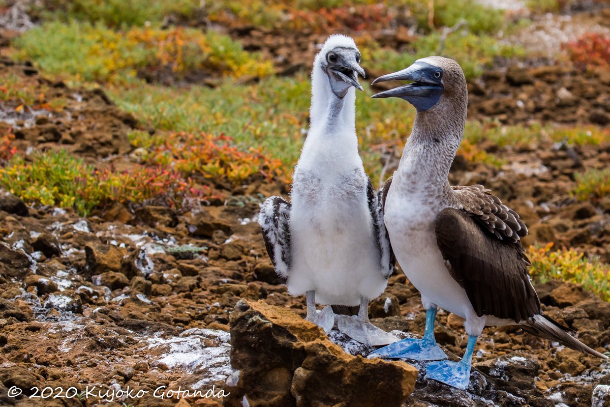 photopidge's tweet photo. Back to this year's photos. #bluefootedboobies adult with their juvenile. I wonder if their conversation is about #covid19 and how they might need to #selfisolate #flattenthecurve #Galapagos #PuntaPitt #SanCristobal #FemFieldWork #WomeninSTEM #wildlifephotography https://t.co/T0Usa96b8R