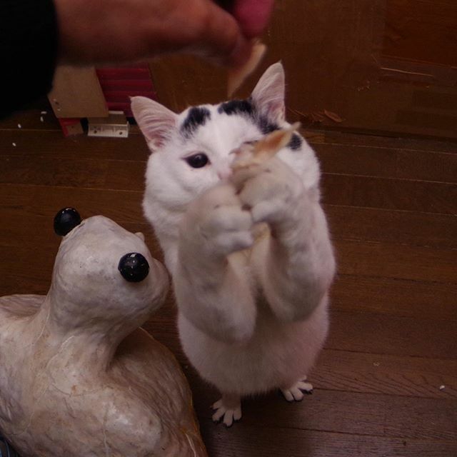 Kachimo Yoshimatsu トリ足 ちょいとお願い風 そして眉毛 ヨウカン似 うちの猫ら Nanakuro 猫 ねこ ヨウカンさん似 Cat ネコ Catstagram ネコ部 T Co Mwxtw2aqsw T Co Mj2yicscws T Co Rayfgzh5qn Kachimo Yoshimatsu トリ足 ちょいとお願い風 そして眉毛 ヨウカン似 うちの猫ら Nanakuro 猫 ねこ ヨウカンさん似 Cat ネコ Catstagram ネコ部 T Co Mwxtw2aqsw T Co Mj2yicscws T Co Rayfgzh5qn