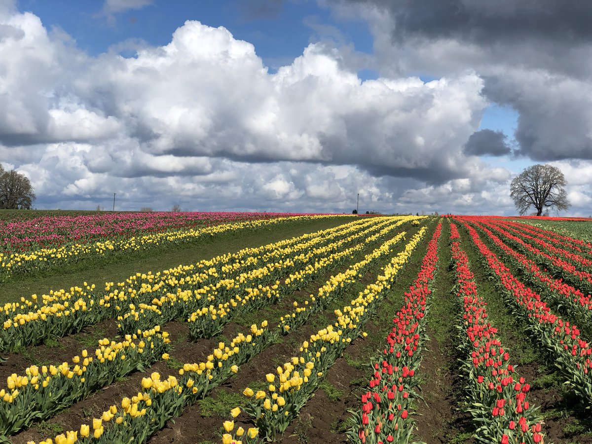 JGoodyPDX's tweet photo. The #WoodenShoeTulipFest may be canceled, but hopefully a little natural beauty will brighten your day. #FindingTheGood @KGWNews https://t.co/3hO955b7u0