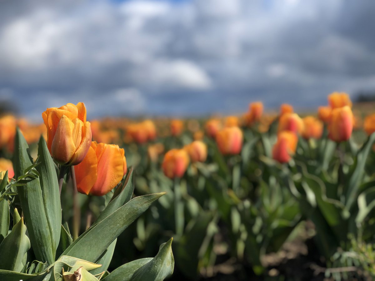 JGoodyPDX's tweet photo. The #WoodenShoeTulipFest may be canceled, but hopefully a little natural beauty will brighten your day. #FindingTheGood @KGWNews https://t.co/3hO955b7u0