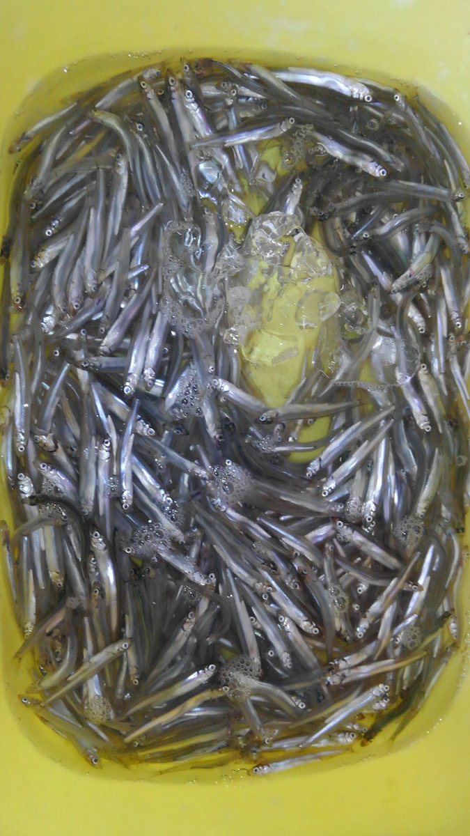 釣侍北茨城 本日 稚鮎絶好調 大津港の主より 約0匹の釣果 釣侍北茨城 本日 稚鮎絶好調 大津港の主より 約0匹の釣果
