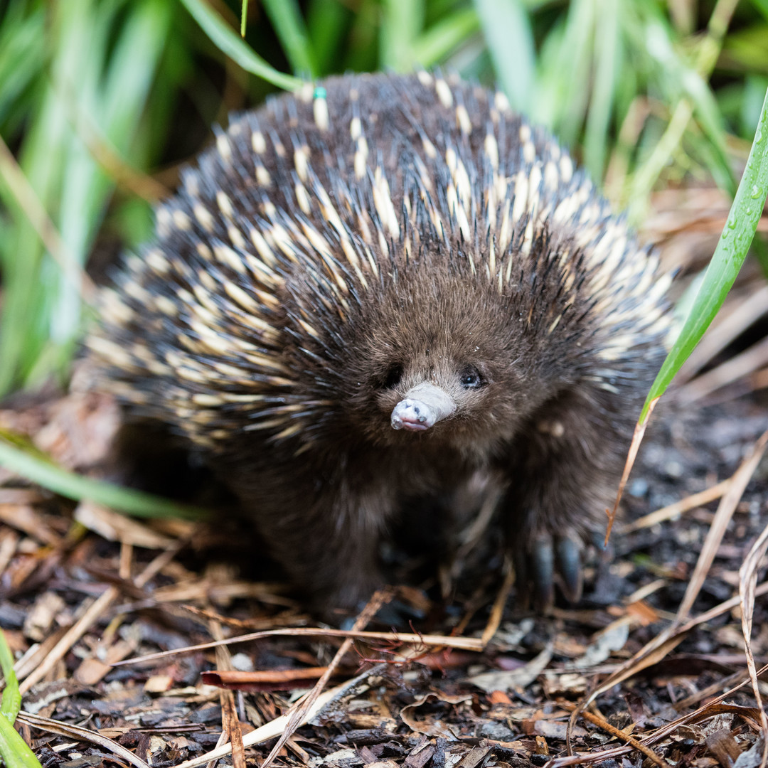 Zoos Victoria tweet media