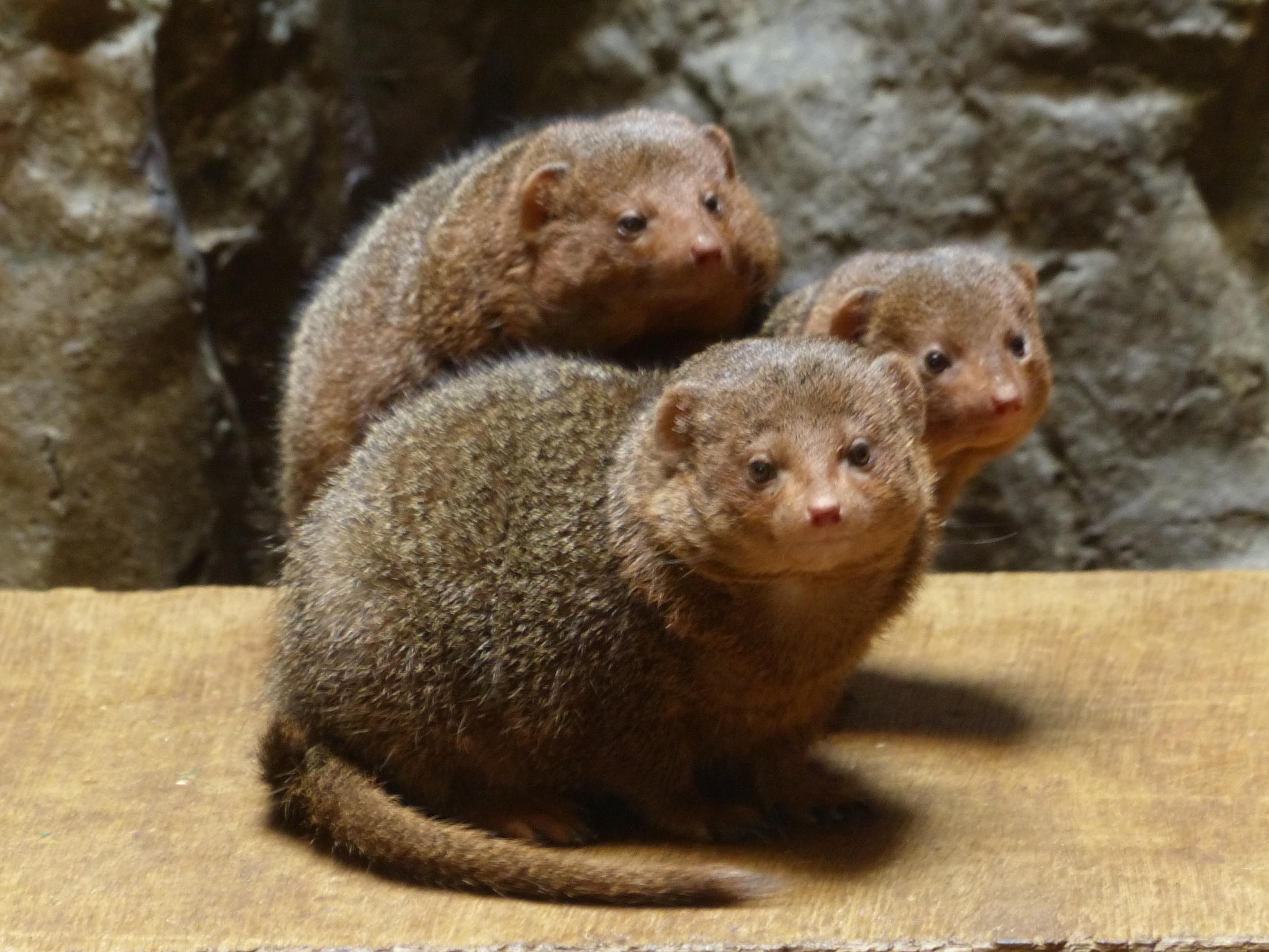 上野動物園［公式］ on X: 
