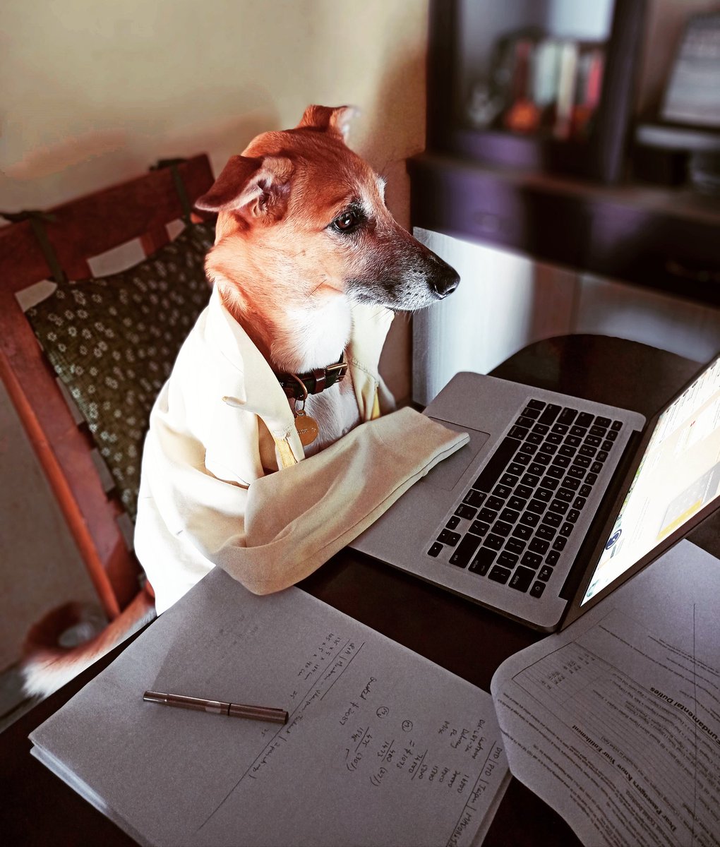 Colourfillslife's tweet photo. @dog_rates You work when you gotta work! https://t.co/Ywz4LktnIJ
