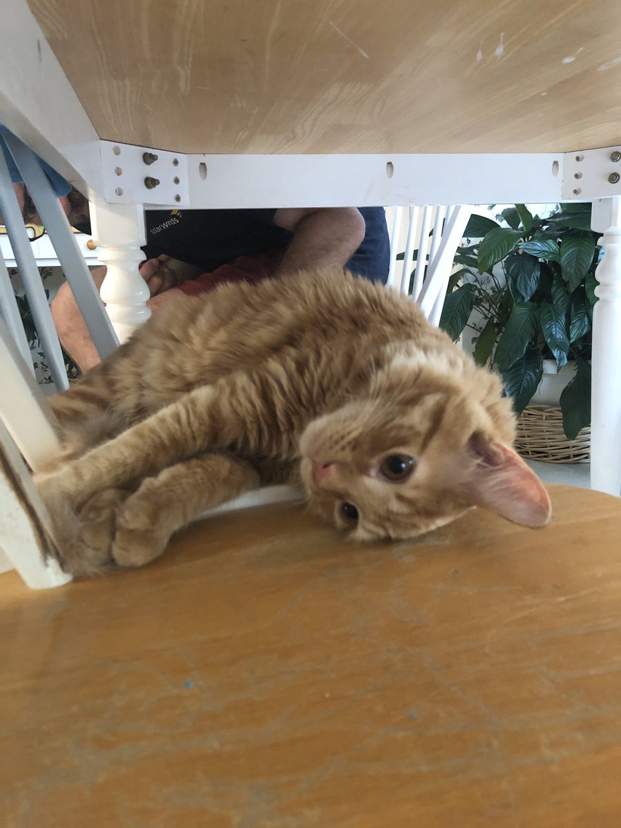 HannahSims's tweet photo. @ItsKatelynClark I hope they like kitties! https://t.co/xbxzMBLwhY