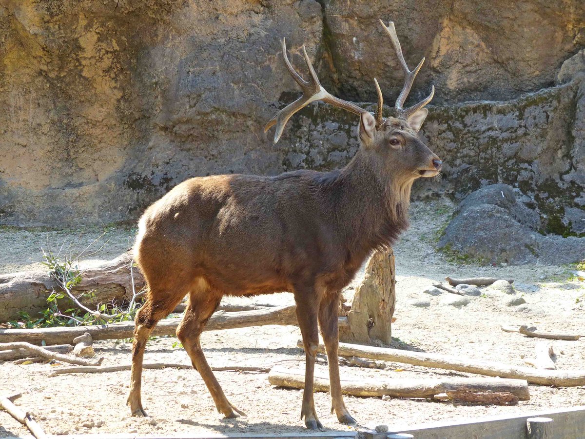 上野動物園 公式 エゾシカ の角はウシやサイとは違い 毎年春に生え換わります 去年は3 30に落ちましたが 今年はいつ落ちるかな 落ちるまで今日から毎日観察してみます 生の体験こそ 動物園の楽しみです シカの角落ちるまで観察してみた