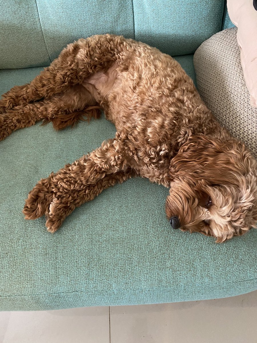 kristy_frame's tweet photo. @MansourNatalie @GlenmoreParkPS @k_rigas I need a new Admin Manager. This one sleeps on the job. https://t.co/3io5Jgmn1x